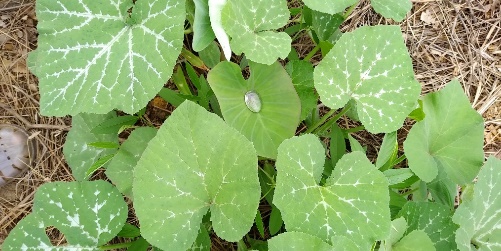 Agriculture image 5