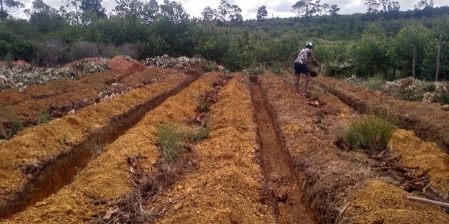 Agriculture image 1