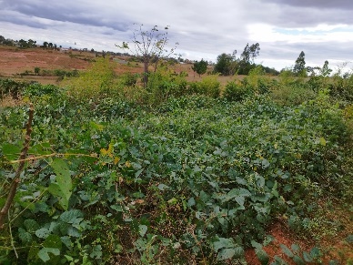 Agriculture image 25