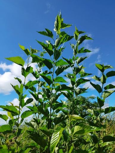 Agriculture image 26