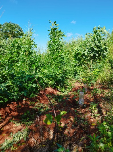 Agriculture image 28