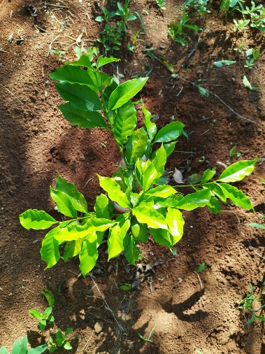 Agriculture image 29