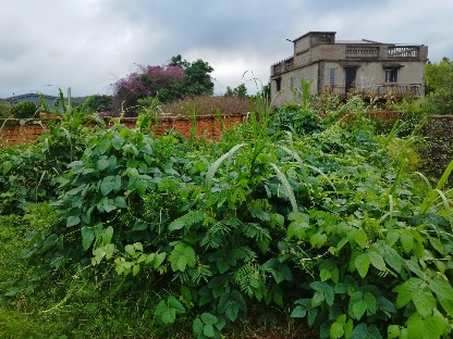 Agriculture image 34