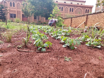 Agriculture image 35