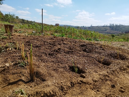 Agriculture image 37